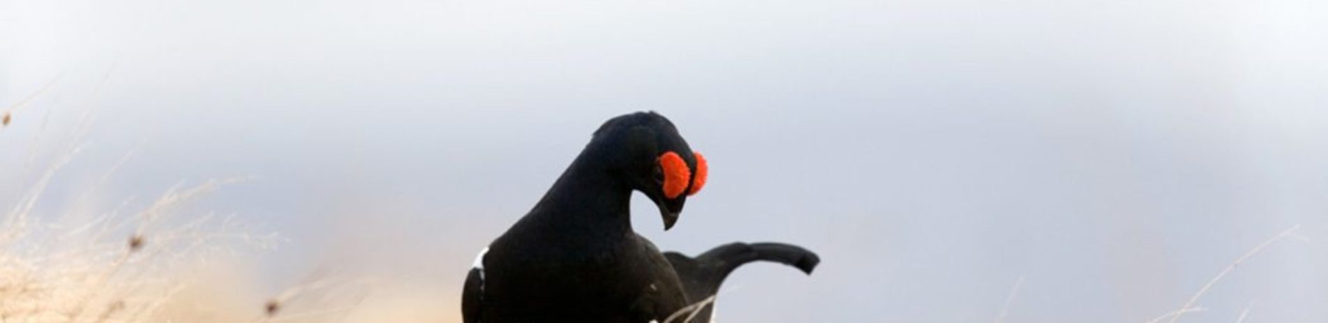 black-grouse