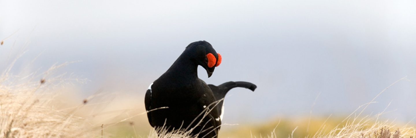 black-grouse