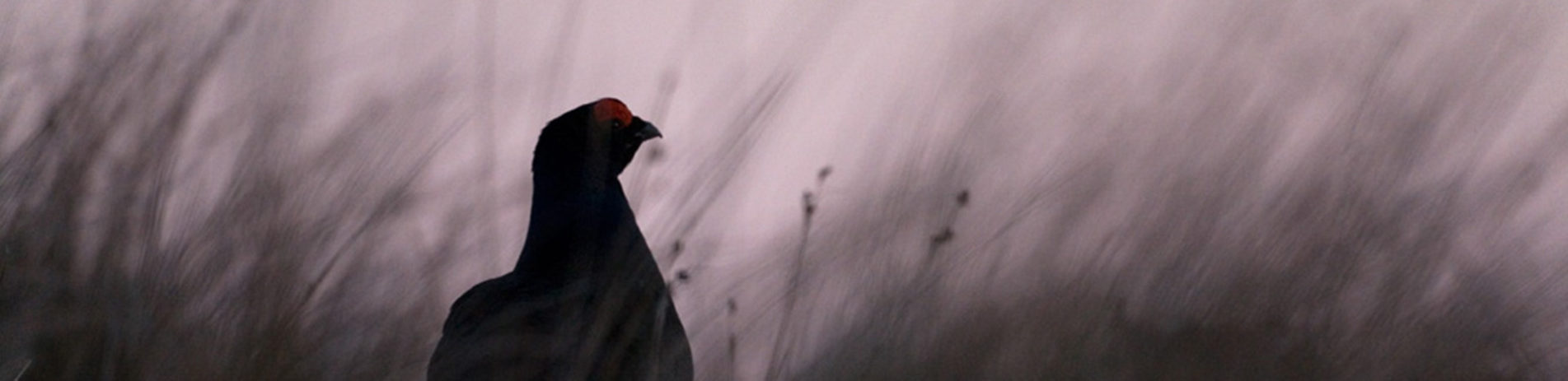 male-black-grouse-in-the-grass-pink-and-black-hues