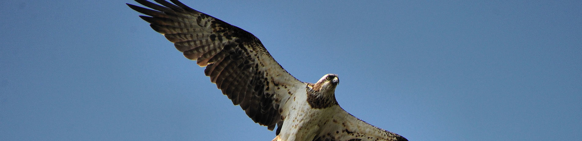 flying-osprey-with-wings-spread-and-blue-sky-behind