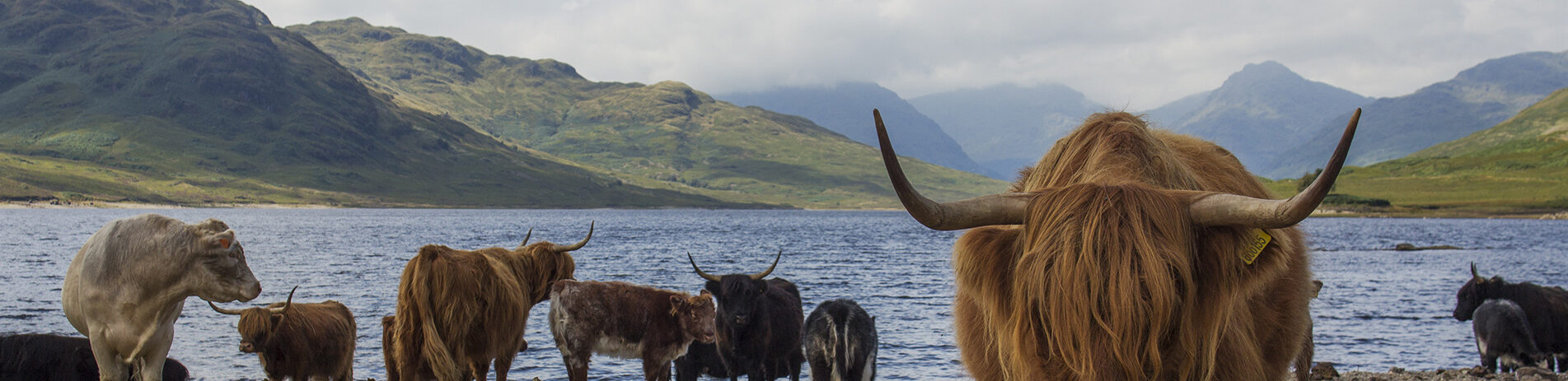 highland-cattle-on-loch-shore