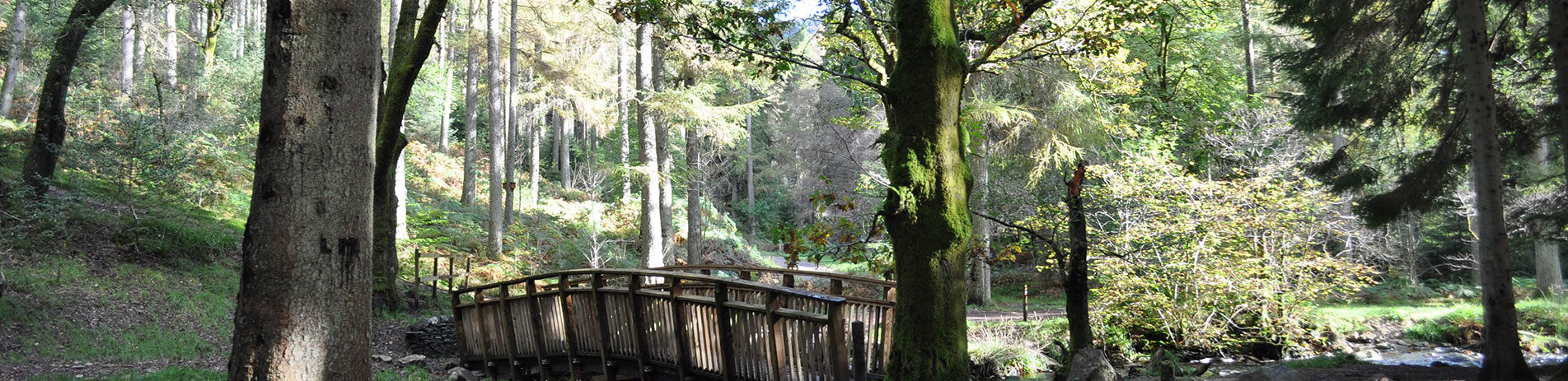 forest-with-small-footbridge