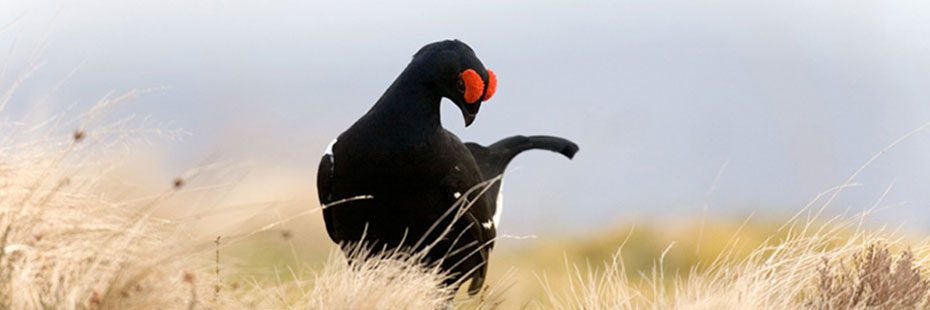 black-grouse-in-grassland