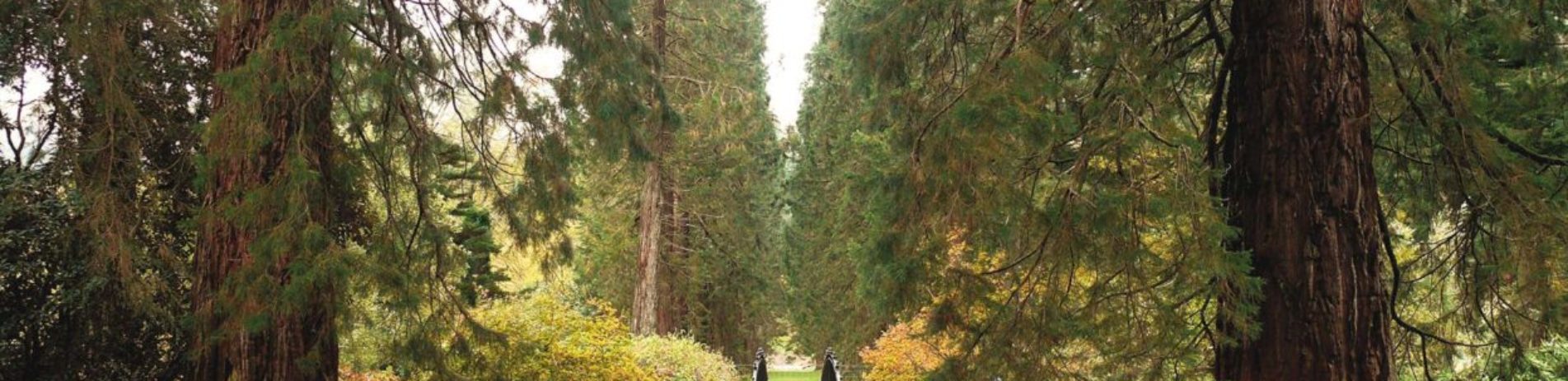benmore-gardens-main-path-with-sequoia-tree-trunks-in-the-foreground