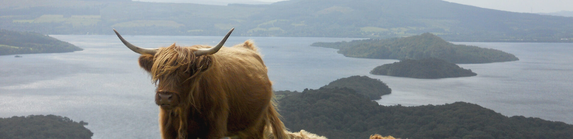 highland-cows-on-conic-hill-with-loch-lomond-and-wooded-islands-in-the-distance