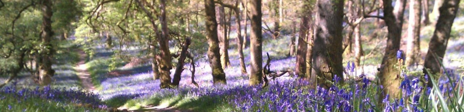 bluebells-in-forest-on-inchcailloch-island-on-loch-lomond
