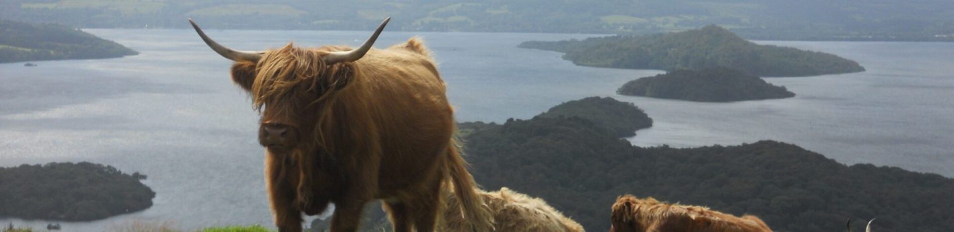group-of-highland-cows-on-slopes-of-conic-hill-with-loch-lomond-and-islands-in-the-background