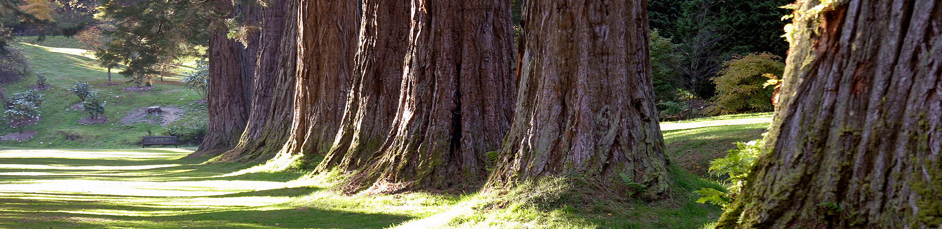 large-tree-trunks-benmore-gardens