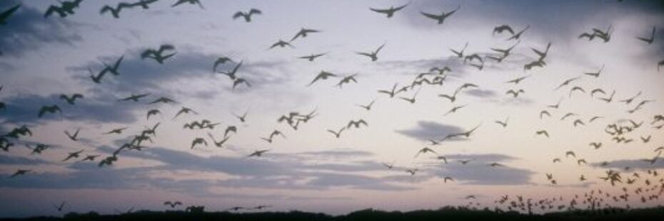 birds-flying-over-water-at-sunrise