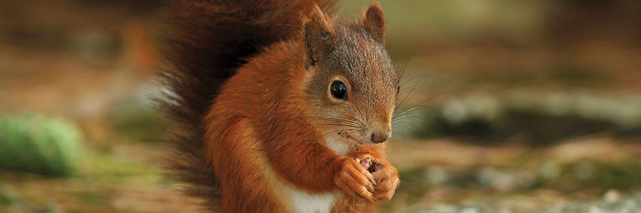 red-squirrel-holding-acorn