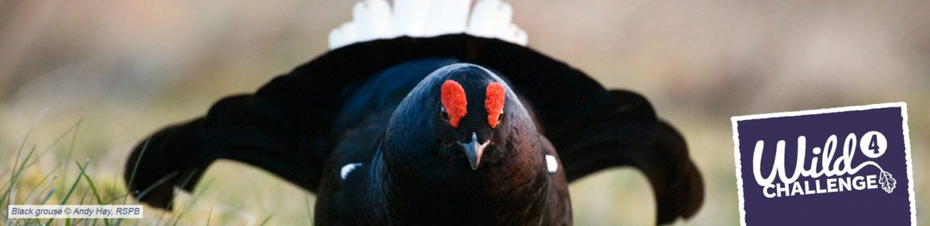 close-up-of-black-grouse-opening-its-wings-with-text-in-corner-reading-wild-challenge-four