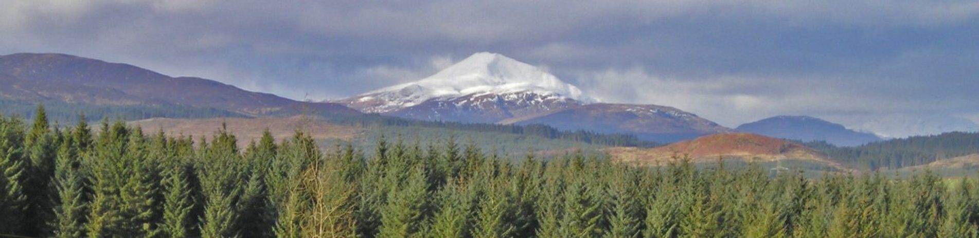 snowy-ben-lomond-seen-in-the-distance-over-coniferous-plantations