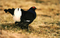 male-black-grouse-on-moor