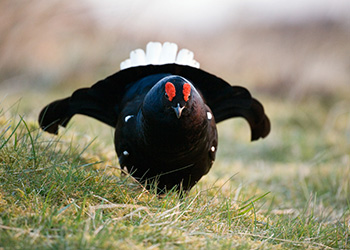 male-black-grouse-with-wings-spread-on-moor