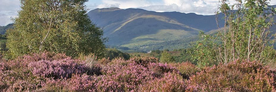 dukes-pass-landscape-heather-covered-ground-young-trees-in-foreground-and-hills-covered-by-cloud-shadows-in-background