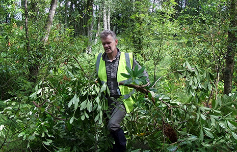 man-dragging-cut-rhodendron