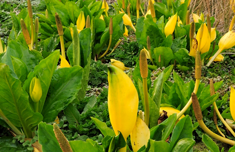 yellow-flowered-skunk-cabbage-invasive-non-native-species