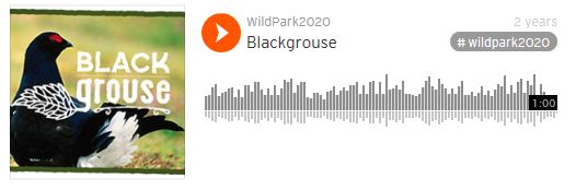 Listen to the black grouse