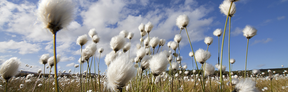 harestail-cotton-grass-growing-on-bog-moorland-with-blue-sky-background