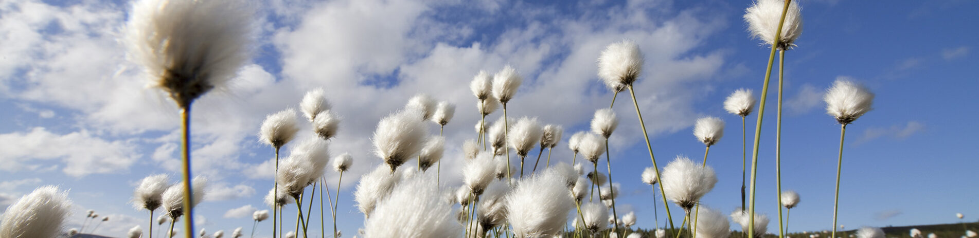 harestail-cotton-grass-growing-on-bog-moorland-with-blue-sky-background