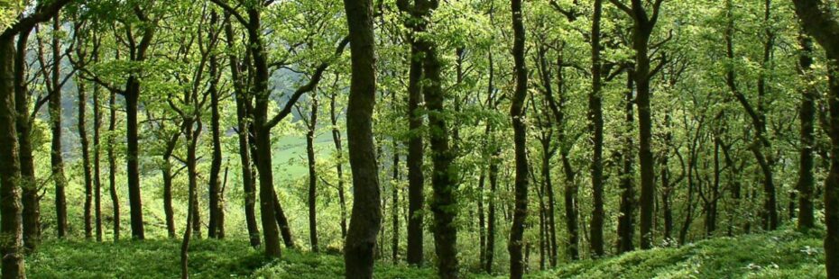 lush-green-oak-forest