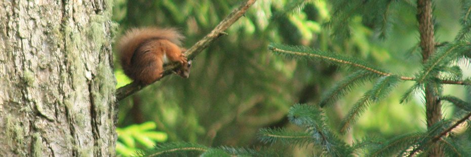 red-squirrel-on-branch-in-coniferous-forest-looking-down