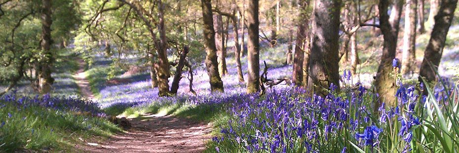 bluebell-woodland-inchcailloch-island-on-loch-lomond