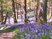 bluebells-covering-oakland-floor-on-inchcailloch-island-on-loch-lomond