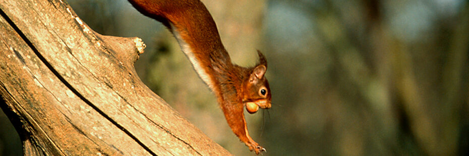 red-squirrel-holding-nut-in-its-mouth-running-down-tree-trunk