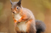 red-squirrel-sitting-on-a-garden-fence-in-lochgoilhead