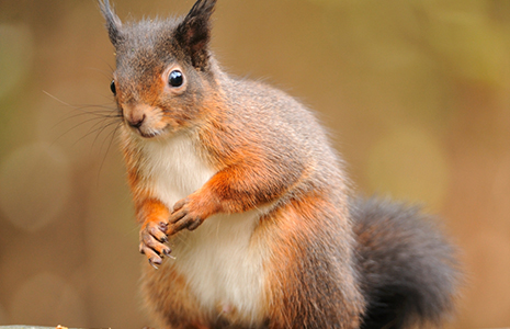 red-squirrel-sitting-on-a-garden-fence-in-lochgoilhead