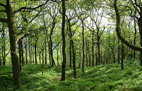 lush-green-oak-forest