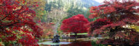 trees-with-red-foliage