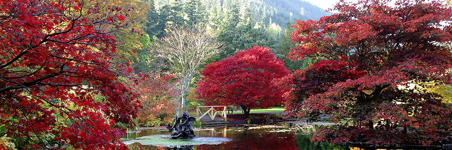 trees-with-red-foliage