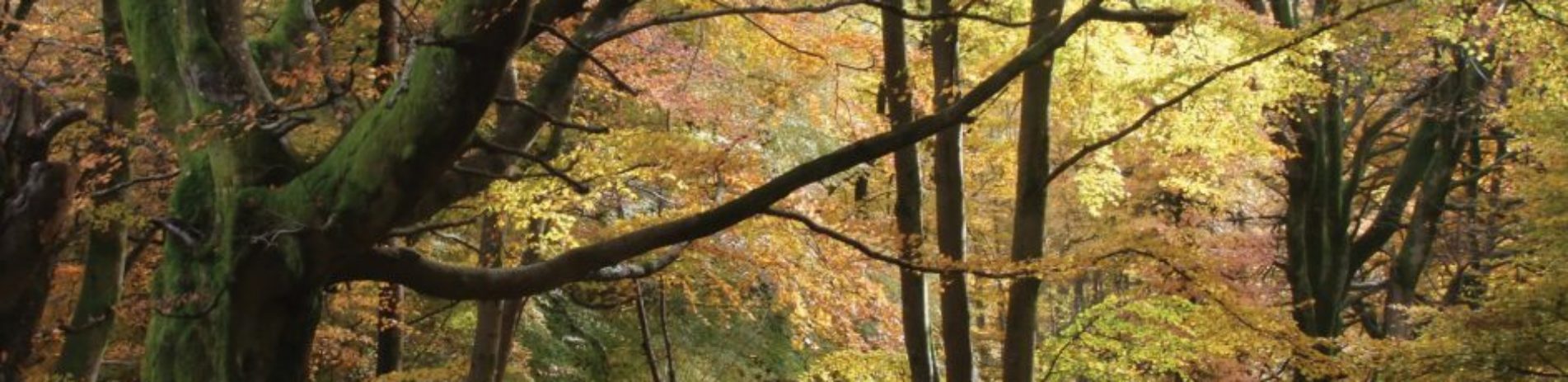 beechwood-in-autumn-leaves-brown-orange-green
