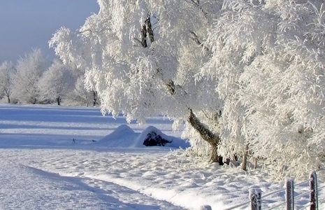 golf-course-with-trees-covered-with-snow-