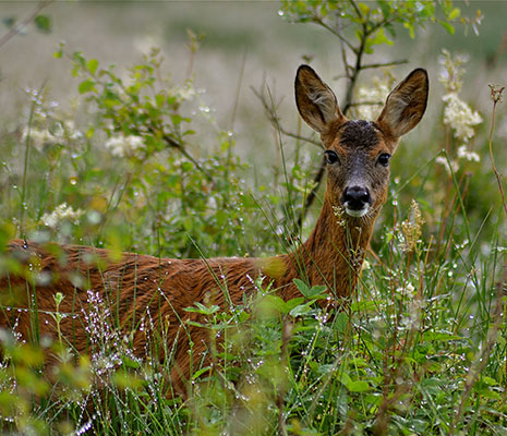 deer-looking-through-grasses