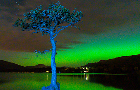 tree-village-in-background-green-skies