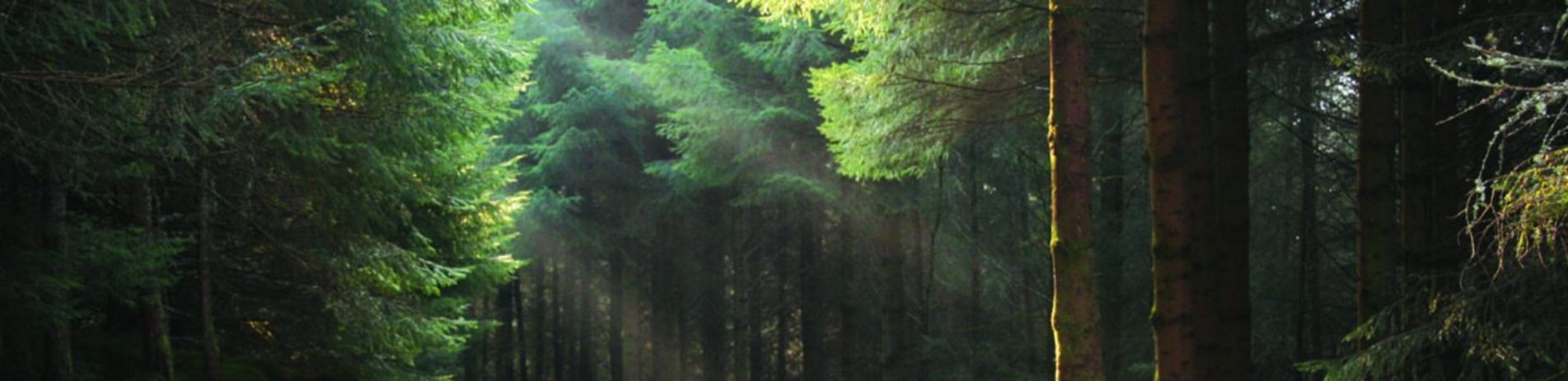 argyll-forest-coniferous-trees-with-light-penetrating-through-diagonally
