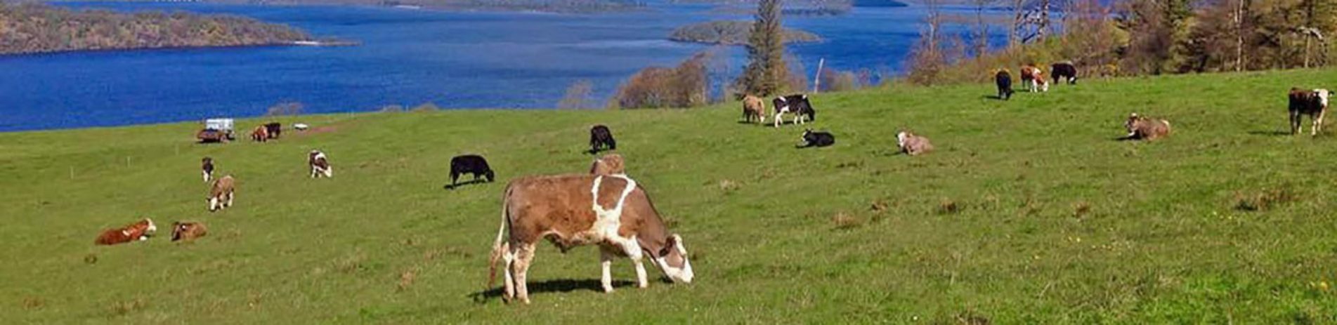 over-dozen-cattle-on-pasture-at-edge-of-loch-lomond