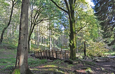 wooden-bridge-in-forest-clearing-blue-skies-visible-through-canopy