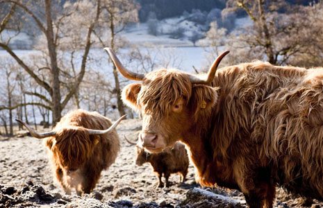 group-of-hairy-orange-highland-cows-on-frosty-field-breath-visible-stunning-landscape-of-loch-and-trees-behind