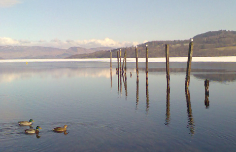still-water-loch-lomond-with-wooden-poles-part-of-old-pier-jotting-out-of-water-and-three-ducks-swimming-morning-light