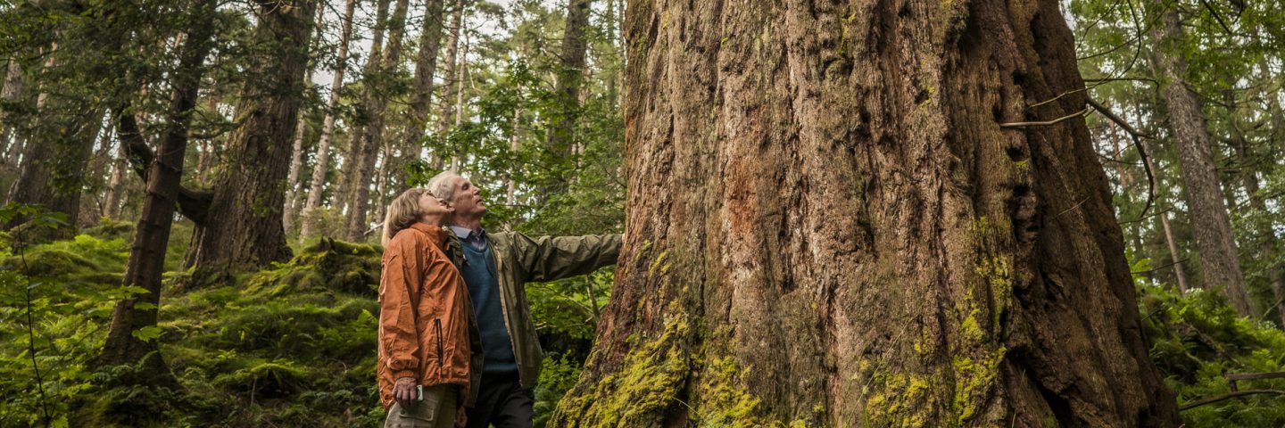 older-couple-touching-trunk-of-giant-sequoia-tree-and-looking-up-surrounded-by-forest