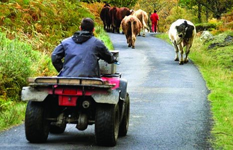 man-on-four-wheel-scooter-herfing-cattle-on-one-lane-road