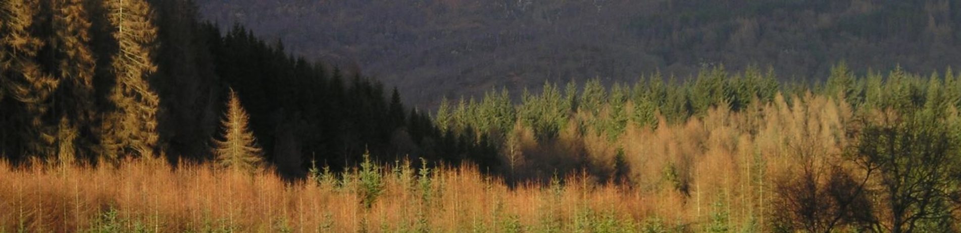 forest-plantations-especially-larch-in-beautiful-autumn-colours-in-sunshine