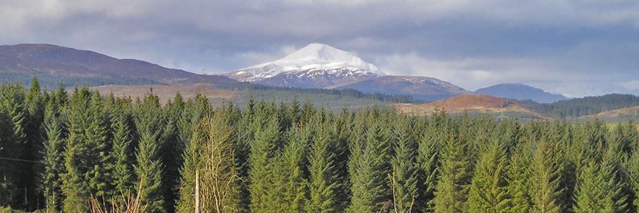 stunning-landscape-of-coniferous-plantations-and-high-hills-behind-some-covered-by-snow-with-sunshine-draping-everything