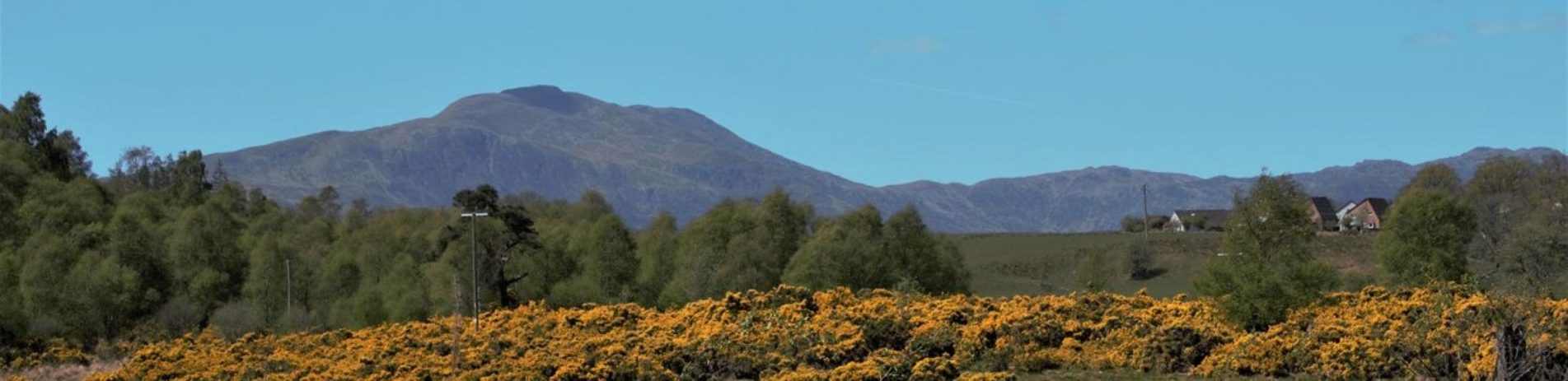 cock-hill-and-forests-seen-above-field-full-of-yellow-gorse-flowers-bushes