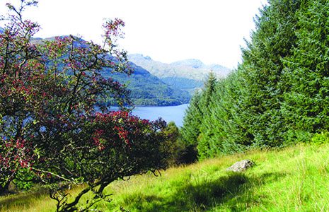 grassy-slops-of-hillside-with-trees