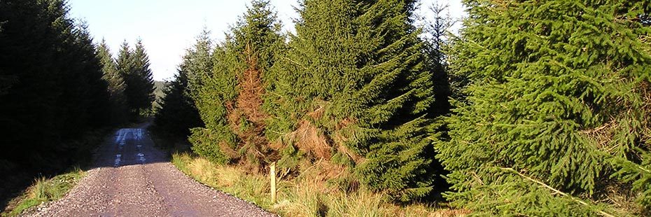 coniferous-plantations-in-sunshine-with-muddy-track-crossing-them